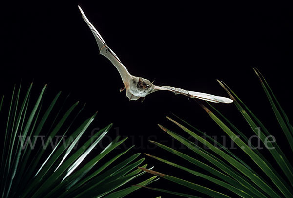 Langfußfledermaus (Myotis capaccinii)