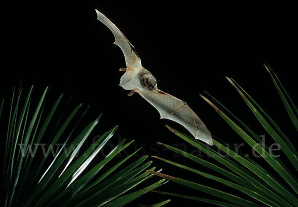 Langfußfledermaus (Myotis capaccinii)