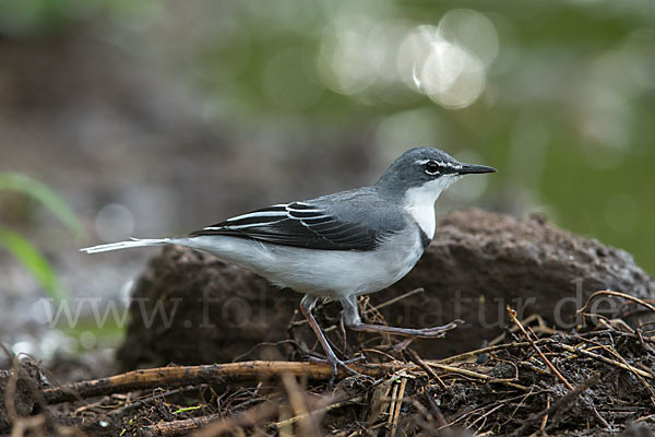 Langschwanzstelze (Motacilla clara)