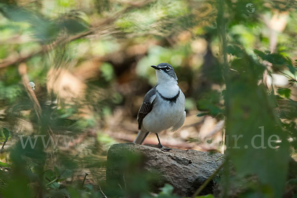 Langschwanzstelze (Motacilla clara)