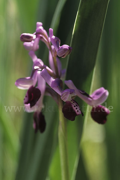 Langsporniges Knabenkraut (Orchis longicornu)