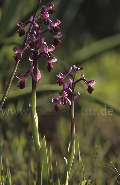 Langsporniges Knabenkraut (Orchis longicornu)