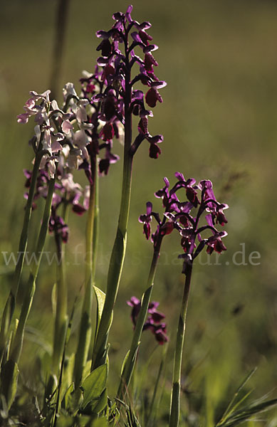 Langsporniges Knabenkraut (Orchis longicornu)