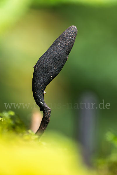 Langstielige Ahorn-Holzkeule (Xylaria longipes)