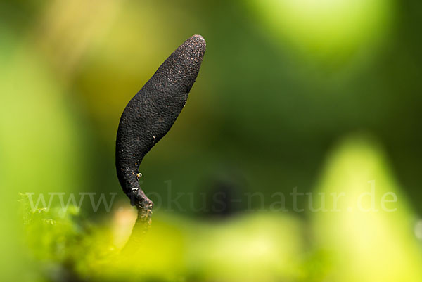 Langstielige Ahorn-Holzkeule (Xylaria longipes)