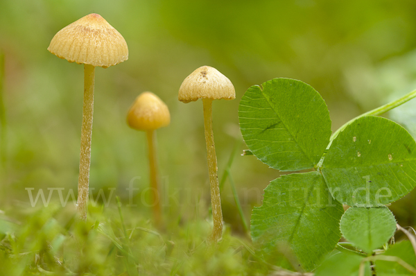 Langstieliges Samthäubchen (Conocybe subpubescens)