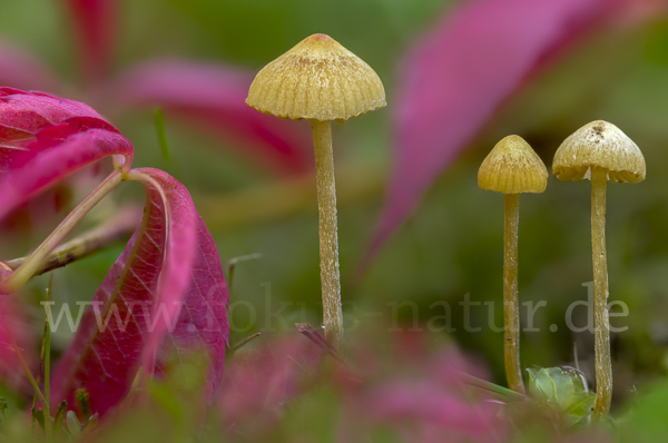 Langstieliges Samthäubchen (Conocybe subpubescens)