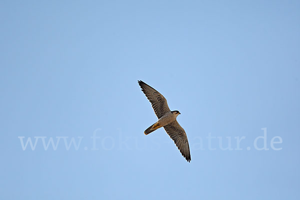 Lannerfalke sspec. (Falco biarmicus tanypterus)