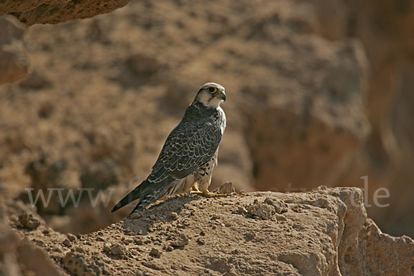 Lannerfalke sspec.1 (Falco biarmicus erlangeri)