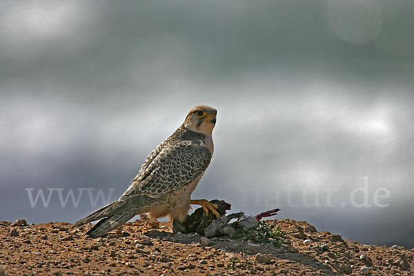 Lannerfalke sspec.1 (Falco biarmicus erlangeri)