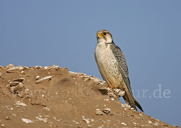 Lannerfalke sspec.1 (Falco biarmicus erlangeri)