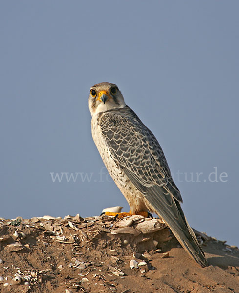 Lannerfalke sspec.1 (Falco biarmicus erlangeri)