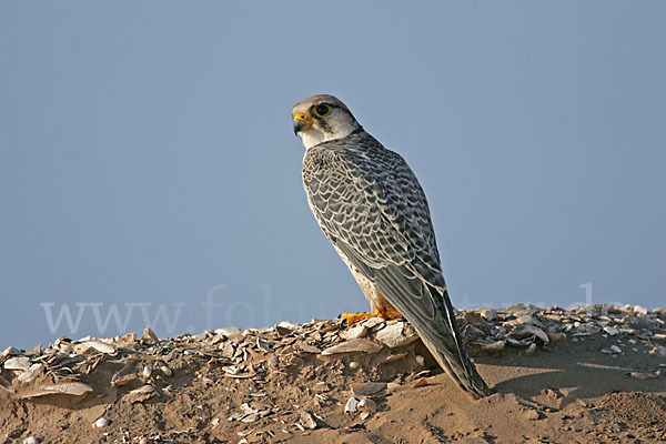 Lannerfalke sspec.1 (Falco biarmicus erlangeri)