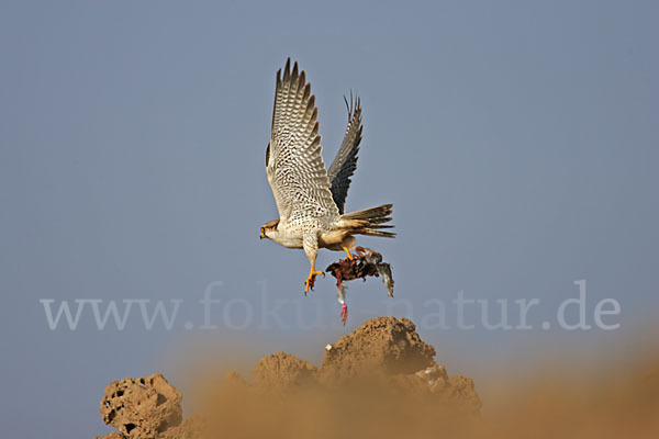 Lannerfalke sspec.1 (Falco biarmicus erlangeri)