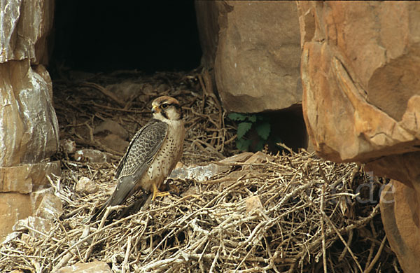 Lannerfalke sspec.1 (Falco biarmicus erlangeri)