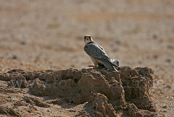 Lannerfalke sspec.1 (Falco biarmicus erlangeri)