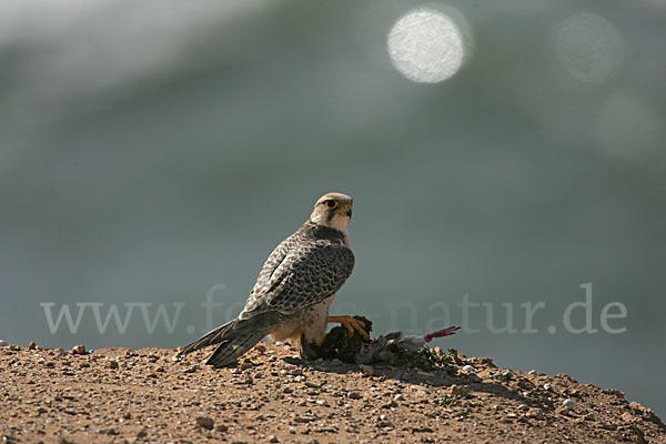 Lannerfalke sspec.1 (Falco biarmicus erlangeri)