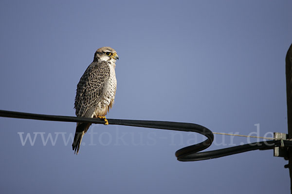 Lannerfalke sspec.1 (Falco biarmicus erlangeri)