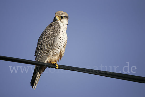 Lannerfalke sspec.1 (Falco biarmicus erlangeri)