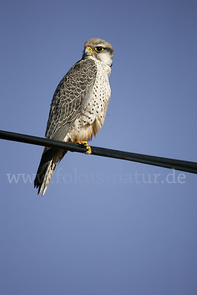 Lannerfalke sspec.1 (Falco biarmicus erlangeri)