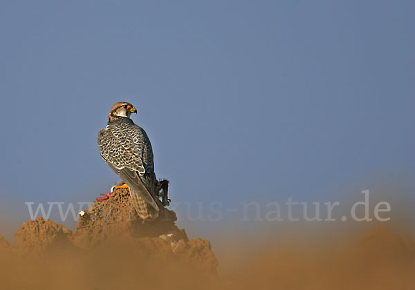 Lannerfalke sspec.1 (Falco biarmicus erlangeri)