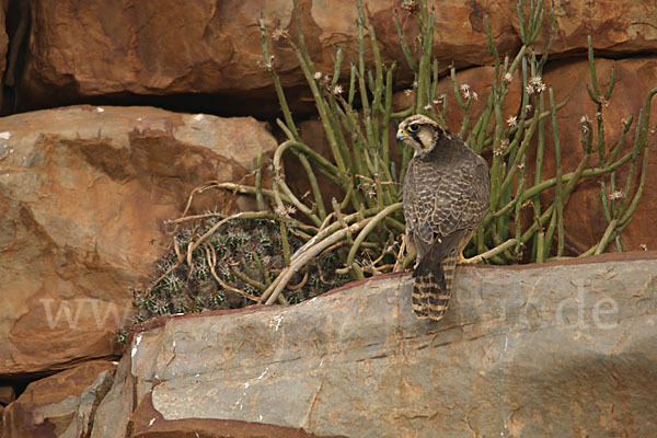 Lannerfalke sspec.1 (Falco biarmicus erlangeri)