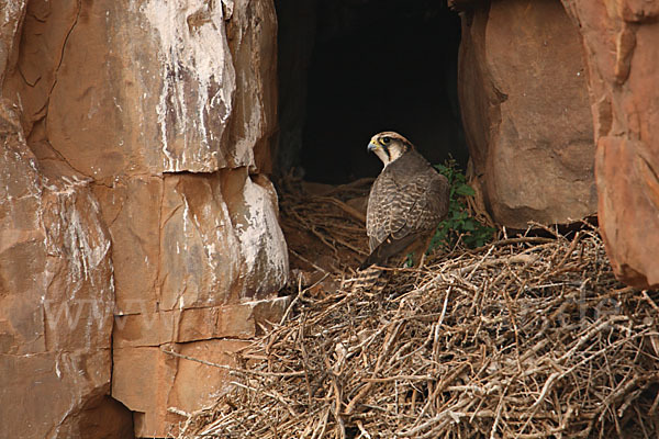 Lannerfalke sspec.1 (Falco biarmicus erlangeri)