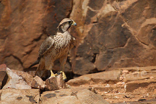 Lannerfalke sspec.1 (Falco biarmicus erlangeri)