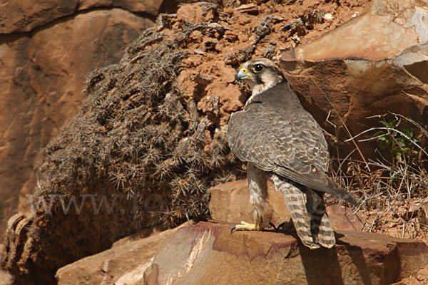 Lannerfalke sspec.1 (Falco biarmicus erlangeri)