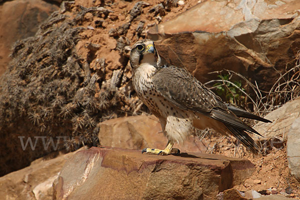 Lannerfalke sspec.1 (Falco biarmicus erlangeri)