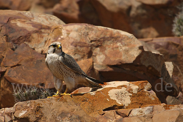 Lannerfalke sspec.1 (Falco biarmicus erlangeri)