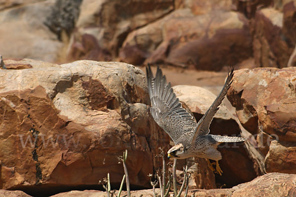 Lannerfalke sspec.1 (Falco biarmicus erlangeri)