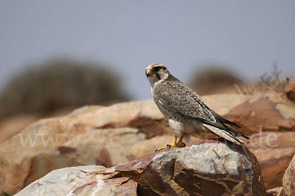 Lannerfalke sspec.1 (Falco biarmicus erlangeri)