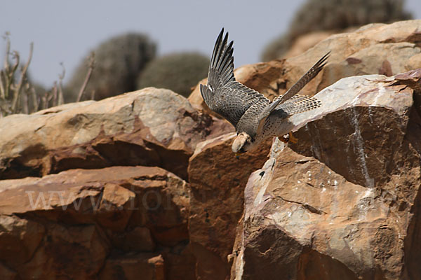 Lannerfalke sspec.1 (Falco biarmicus erlangeri)