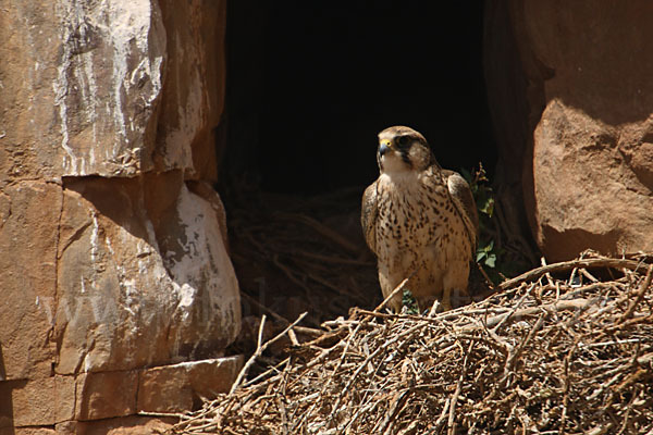 Lannerfalke sspec.1 (Falco biarmicus erlangeri)