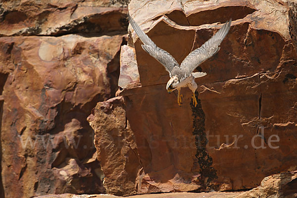 Lannerfalke sspec.1 (Falco biarmicus erlangeri)