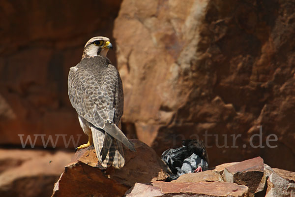 Lannerfalke sspec.1 (Falco biarmicus erlangeri)