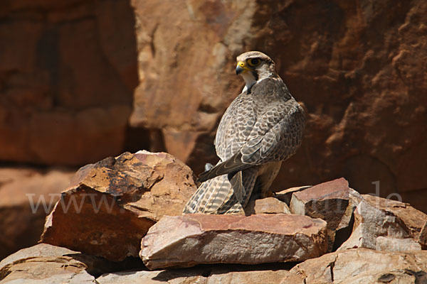 Lannerfalke sspec.1 (Falco biarmicus erlangeri)