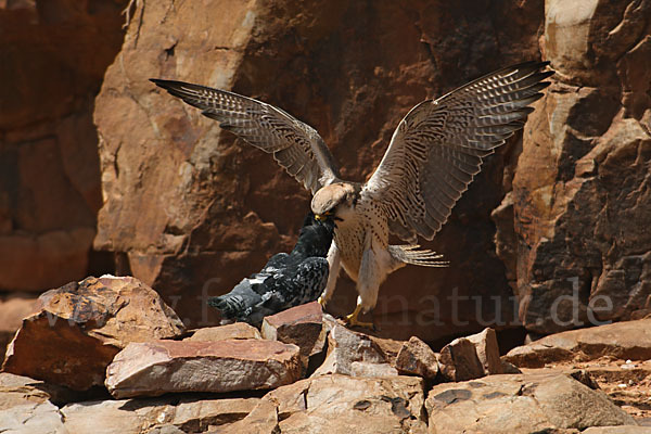 Lannerfalke sspec.1 (Falco biarmicus erlangeri)