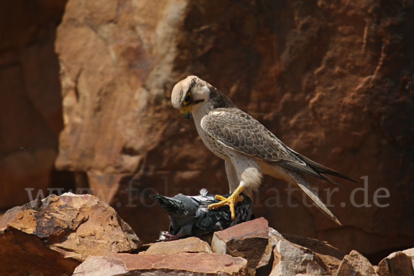 Lannerfalke sspec.1 (Falco biarmicus erlangeri)