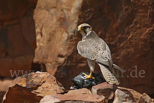 Lannerfalke sspec.1 (Falco biarmicus erlangeri)