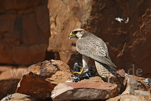 Lannerfalke sspec.1 (Falco biarmicus erlangeri)