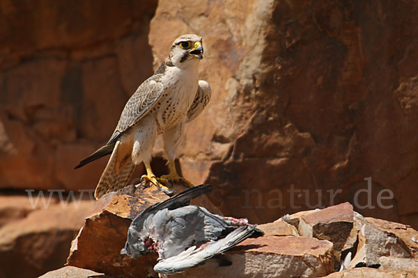 Lannerfalke sspec.1 (Falco biarmicus erlangeri)