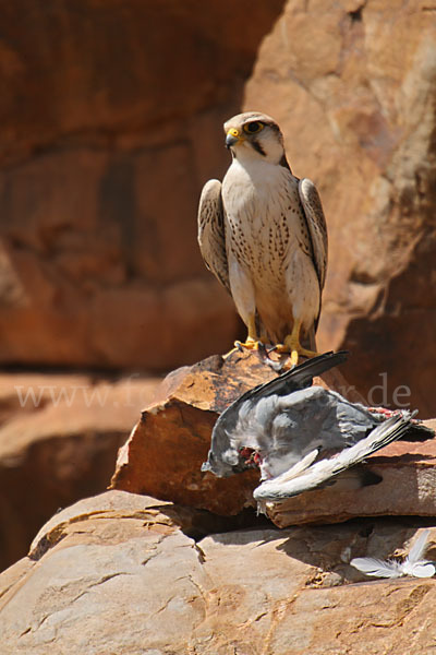 Lannerfalke sspec.1 (Falco biarmicus erlangeri)