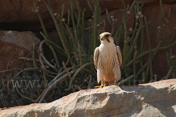 Lannerfalke sspec.1 (Falco biarmicus erlangeri)