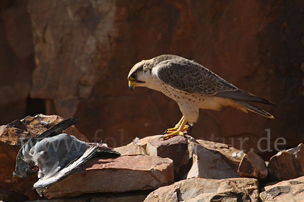 Lannerfalke sspec.1 (Falco biarmicus erlangeri)