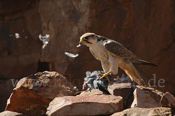 Lannerfalke sspec.1 (Falco biarmicus erlangeri)