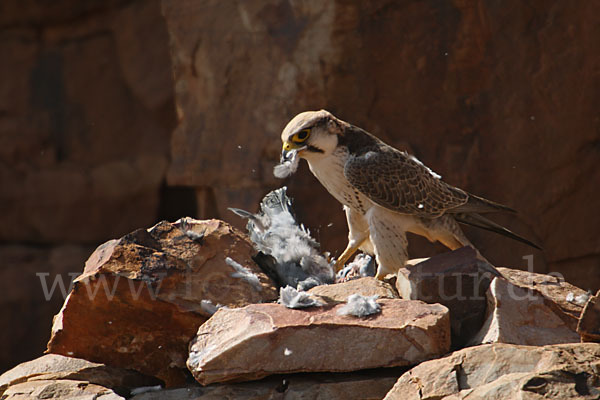 Lannerfalke sspec.1 (Falco biarmicus erlangeri)