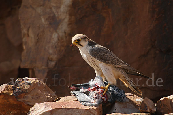 Lannerfalke sspec.1 (Falco biarmicus erlangeri)