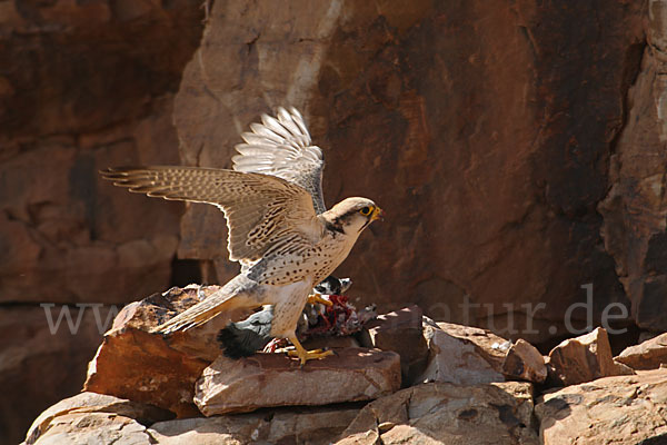 Lannerfalke sspec.1 (Falco biarmicus erlangeri)